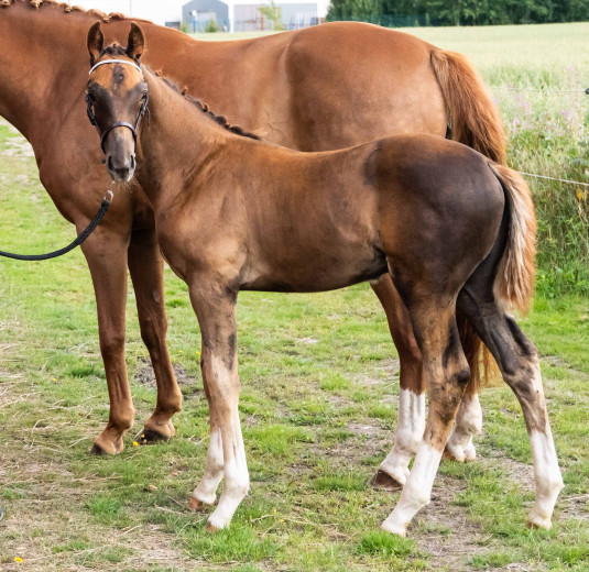 Hingst e.Fifty-fifty 