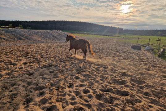 Medryttare/gårdshjälp 