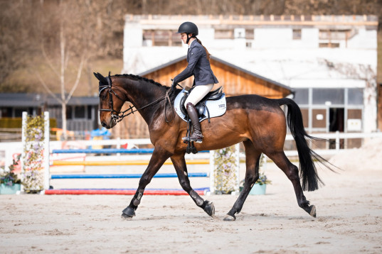 Tall 8 y.o. Holsteiner gelding for showjumping