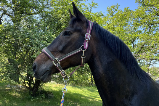 Donna Cherie NDS - Underbar dressyrhäst och fint avelssto