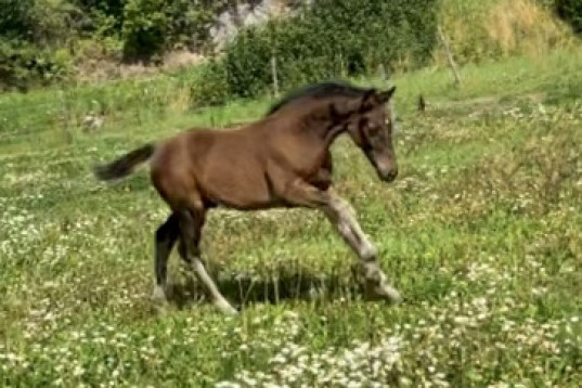 Ettårig hingst 