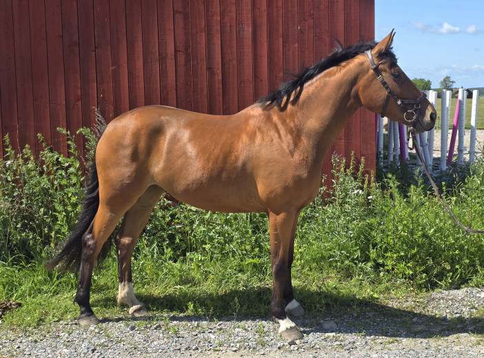Vackert sto med fantastiskt psyke