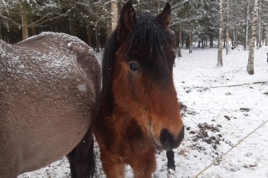 Trevlig kigermustang 