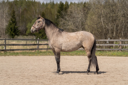 Lovande sto med fantastiskt temperament