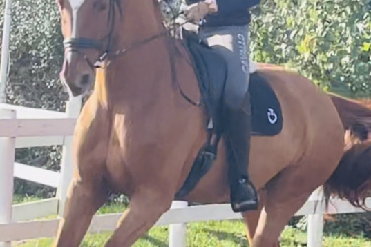 5 years dressage mare