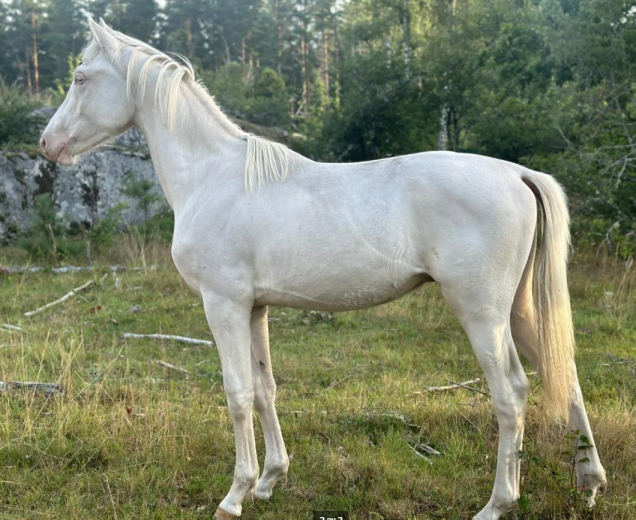 Cremello Kille