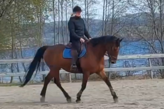 Snäll utvecklingsbar 9- årig valack 