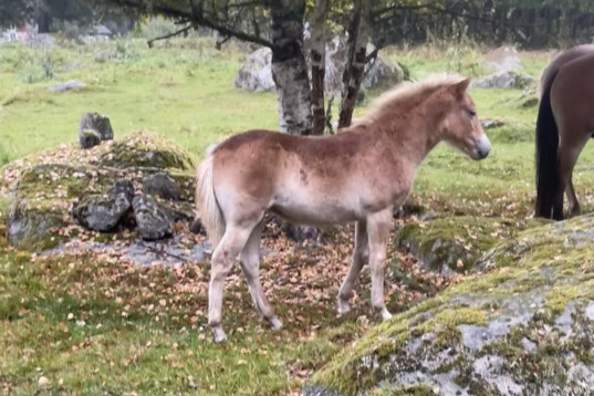 Stoföl med fart i