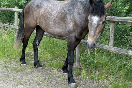 Fin unghäst 