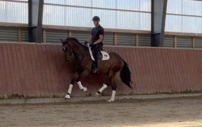 5 y/o Gelding with a great mindset!