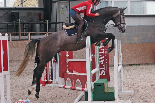 Hopphäst  6 åring Holsteiner valack 