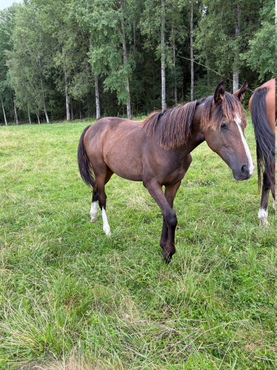 Hoppkanon e: Janeiro de Bieville x Heartbeat x Niveau