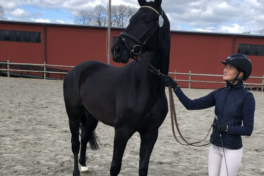 Elegant dressyrtalang med framtiden för sig