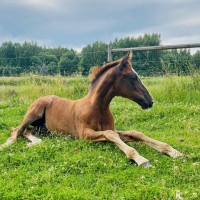 Mackan & Kakan ABs profilbild