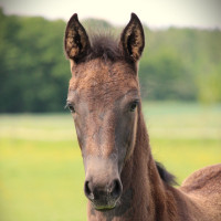 Ylva Lindhs profilbild