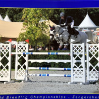 SB Showjumpings profilbild