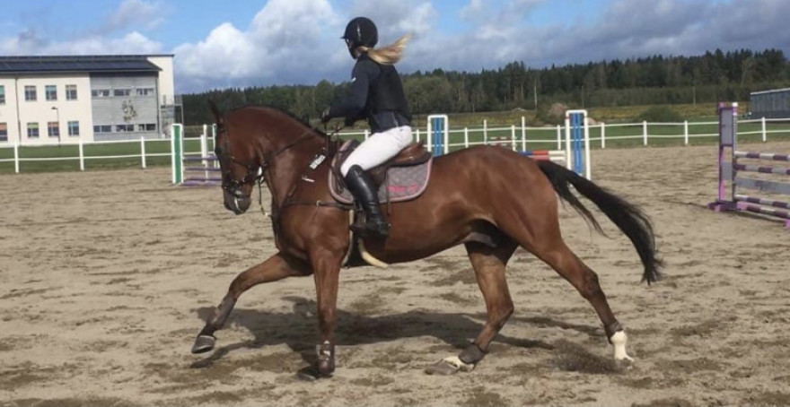 Saluhästen V.52 - Hoppning